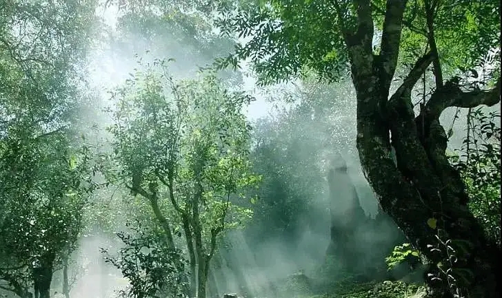 獨(dú)有神韻的瀾滄景邁古樹茶！