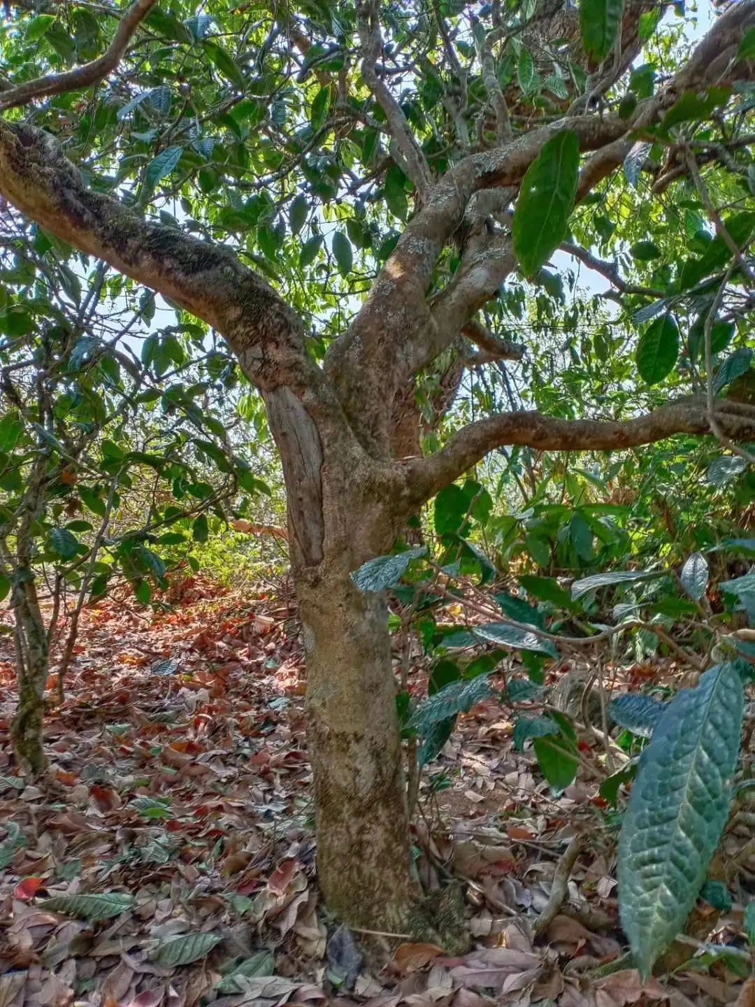 一山一韻，普洱茶的山韻
