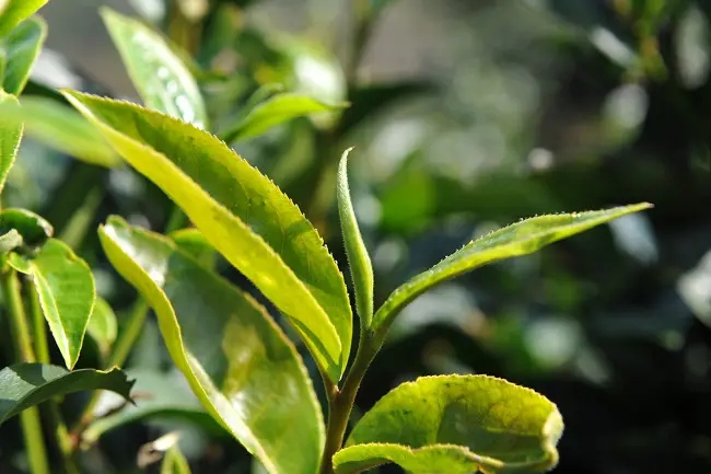 普洱茶“山野氣韻”如何形成？