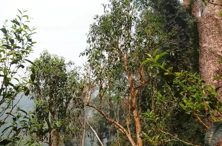 易武白茶園 | 量少珍稀古樹茶、易武茶中的佼佼者~香揚水柔有內(nèi)質(zhì)