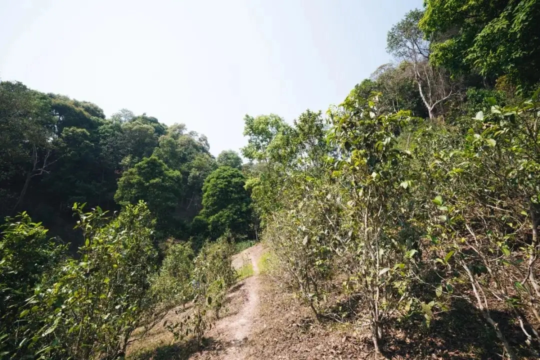 易武荒韻， 秘境白茶園