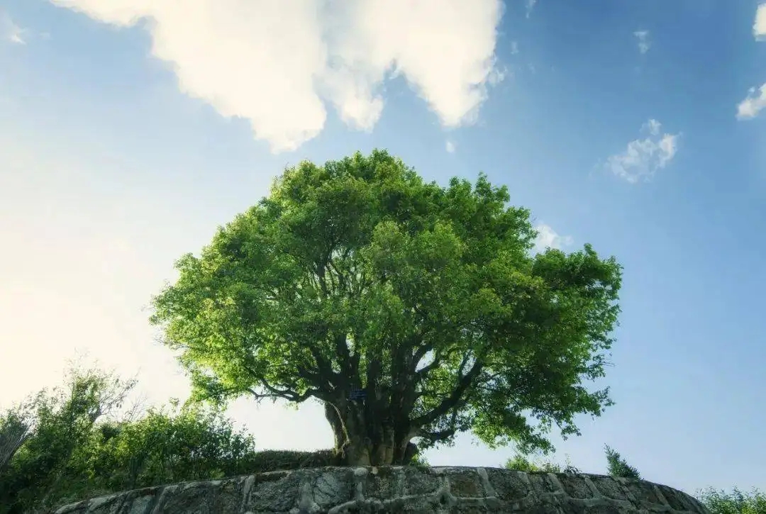 香竹箐：千年的觸摸