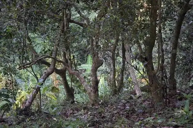一山一味，山頭茶存在的意義究竟是什么？