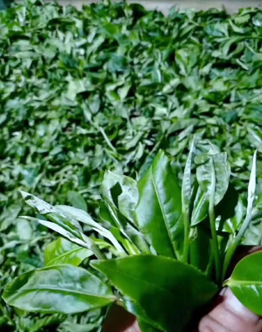 【答疑解惑】關(guān)于勐庫(kù)大葉種，你了解多少？