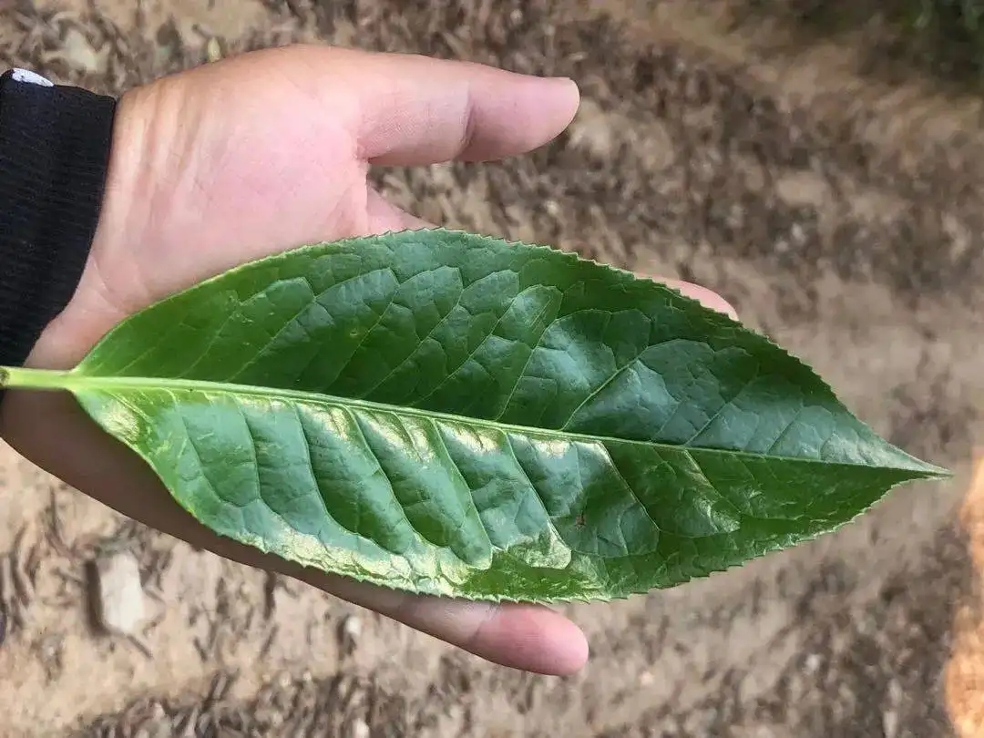 【茶百科】勐庫大葉種的適制性。