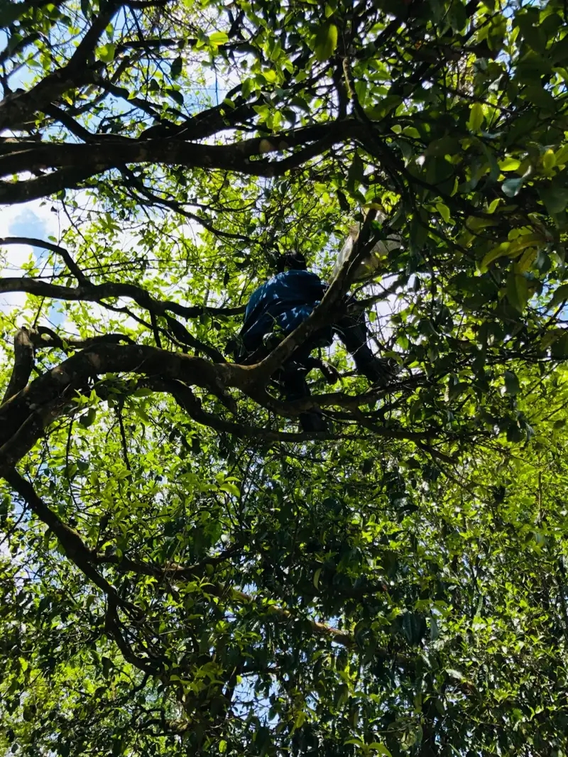 探尋易武茶之本源丨傳承純粹易武味