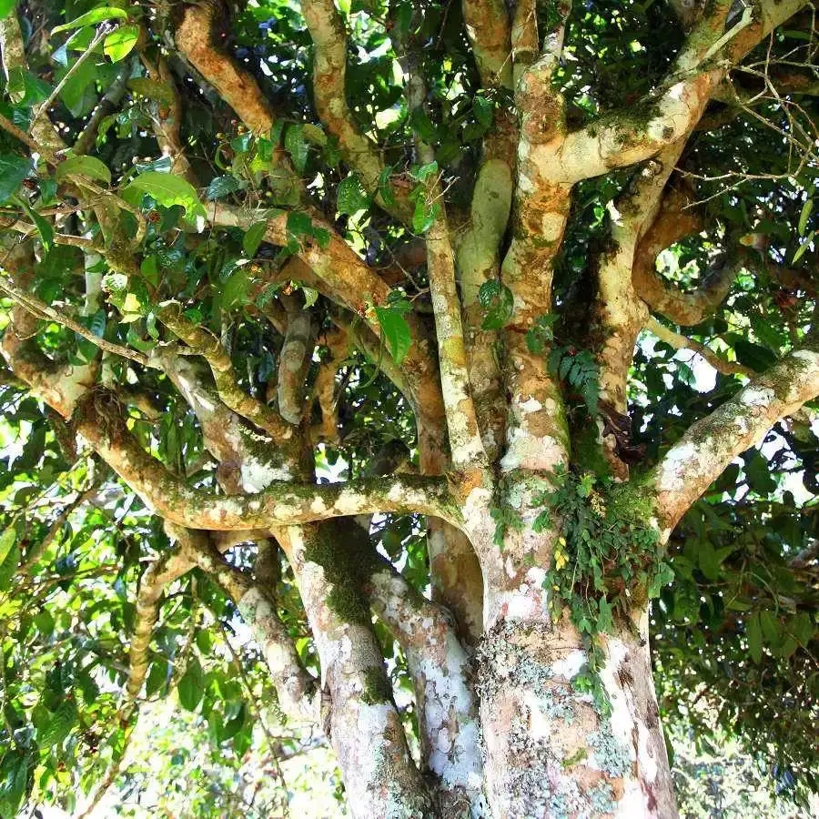 來(lái)自易武秘境的至味臻品！氣韻強(qiáng)勁，余韻深邃，一口喚醒你的味蕾~