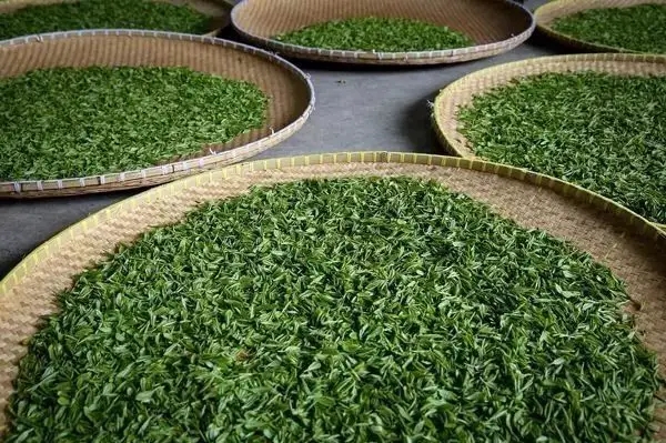 傳統(tǒng)普洱茶殺青工藝原理，專家們是這樣說的
