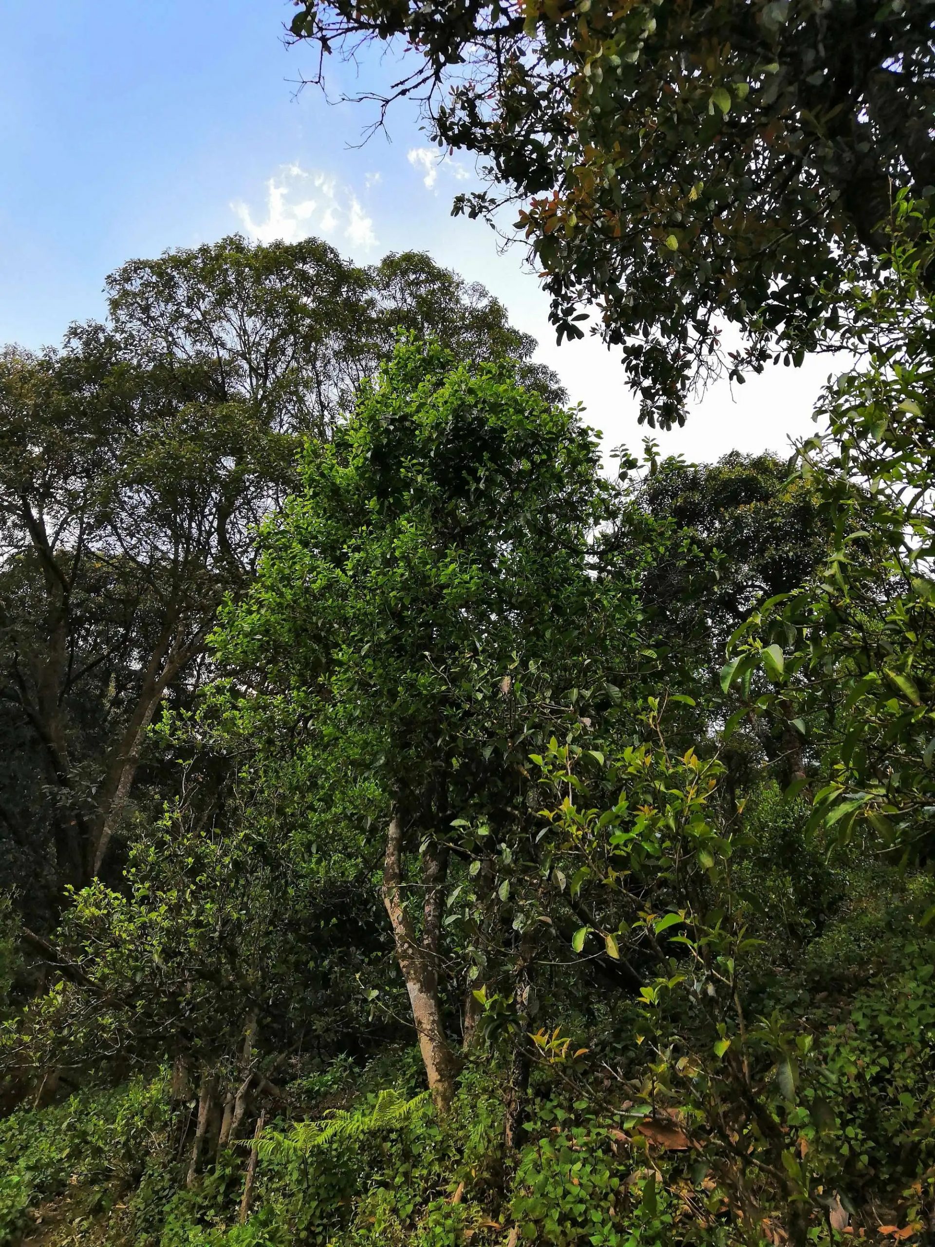 古樹茶的市場，未來該如何發(fā)展？