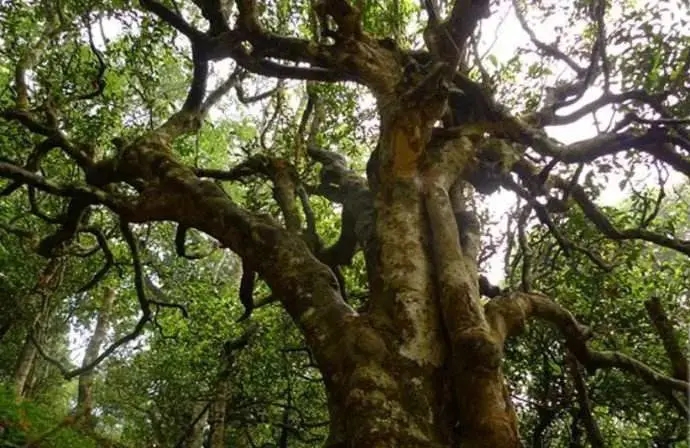 古樹茶小課堂:古樹普洱茶的三大價值