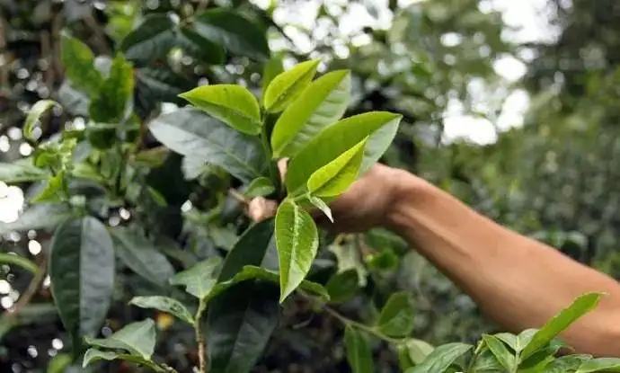 云南大葉種和小葉種是一個(gè)品種嗎？?jī)烧哂泻蝺?yōu)勢(shì)？