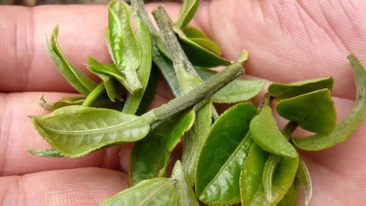 云南大葉種曬青毛茶，是什么茶？