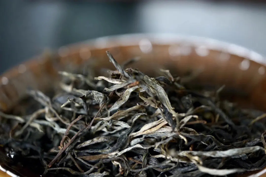 2023年老班章古樹(shù)春茶口感！