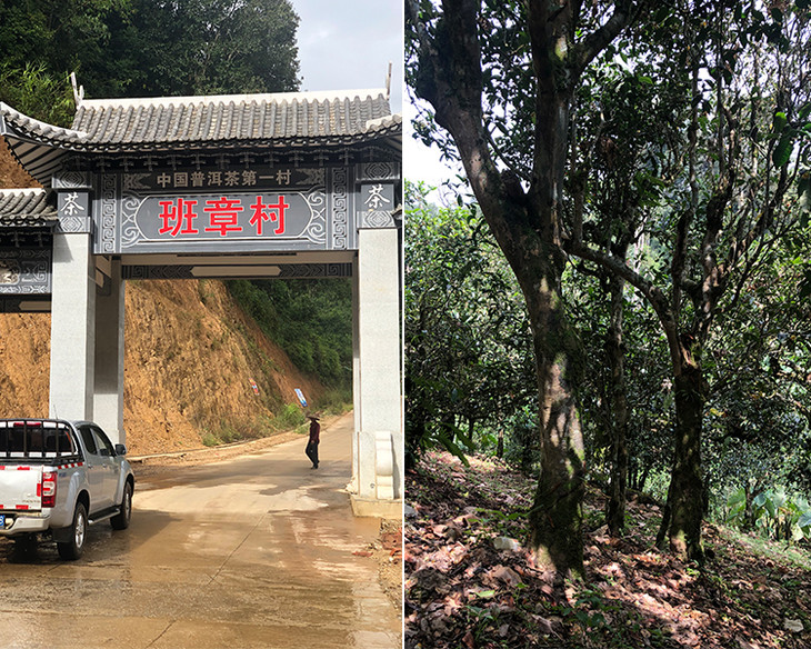 2023年新班章古樹春茶品質(zhì)怎么樣？