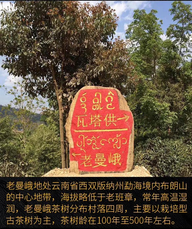 2023年老曼峨古樹春茶口感？