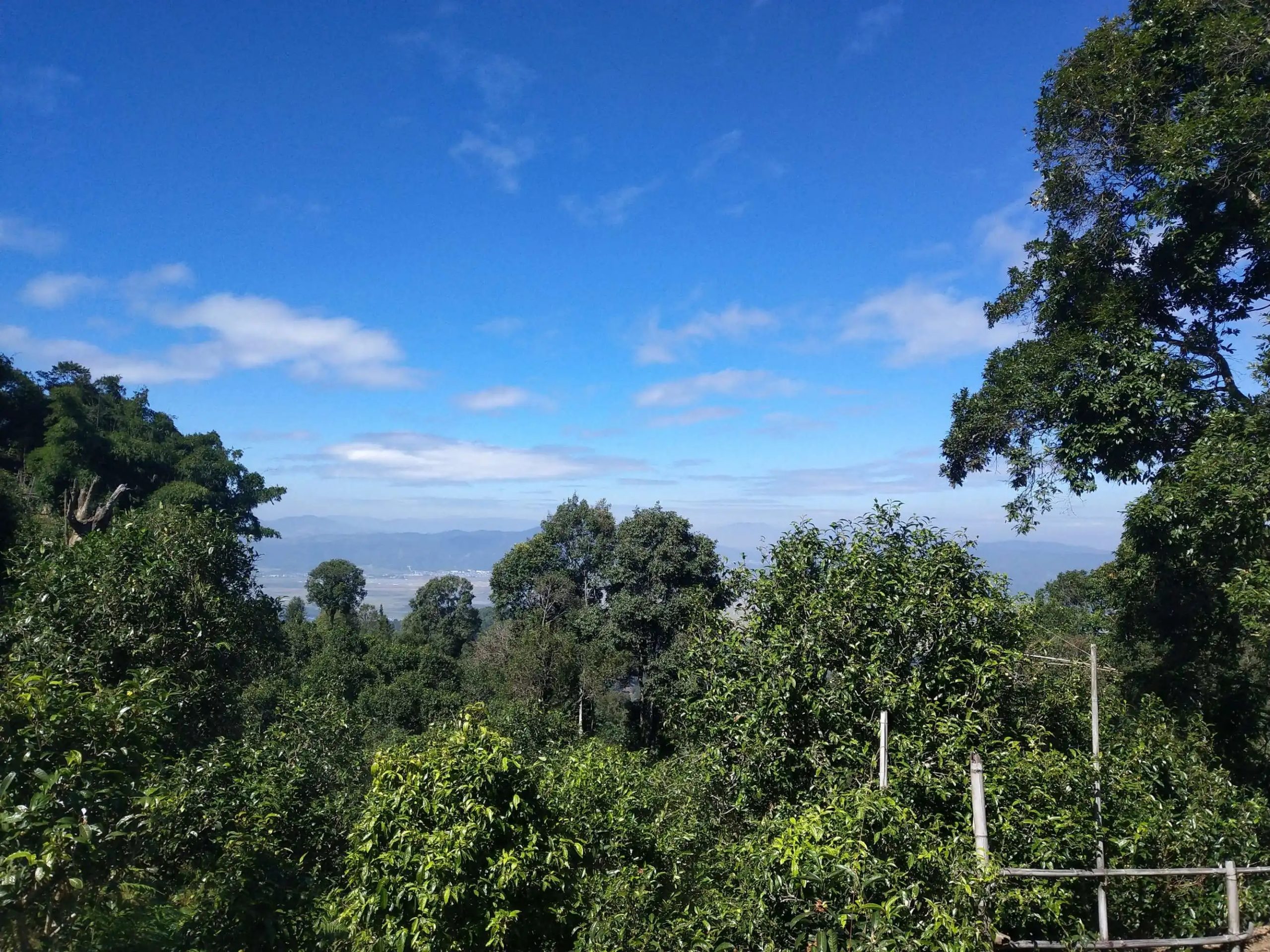 2023年廣別老寨古樹春茶特點(diǎn)是什么？