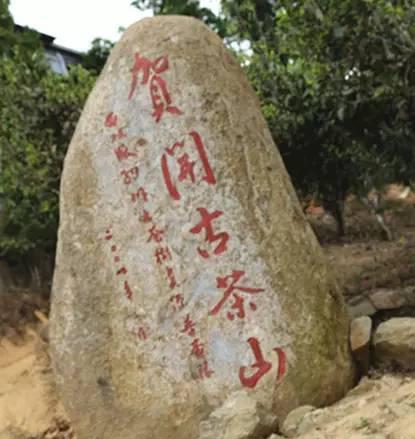 2023年賀開古樹春茶品質(zhì)如何？