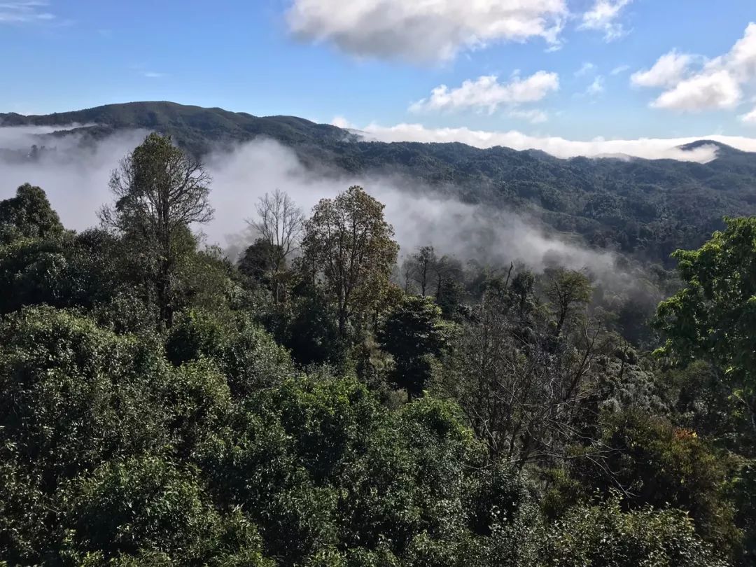 2023年賀開古樹春茶特點(diǎn)是什么？