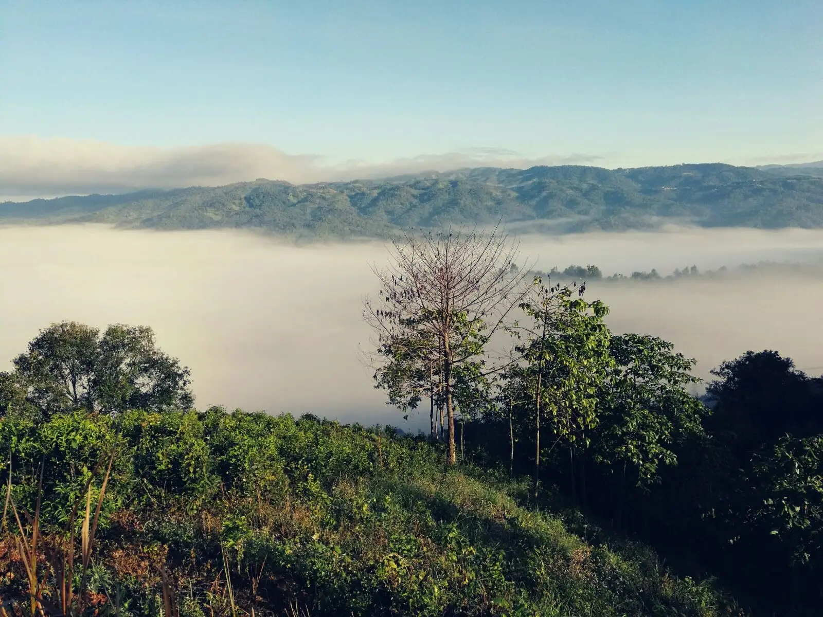 2023年賀開古樹春茶價(jià)格是多少？