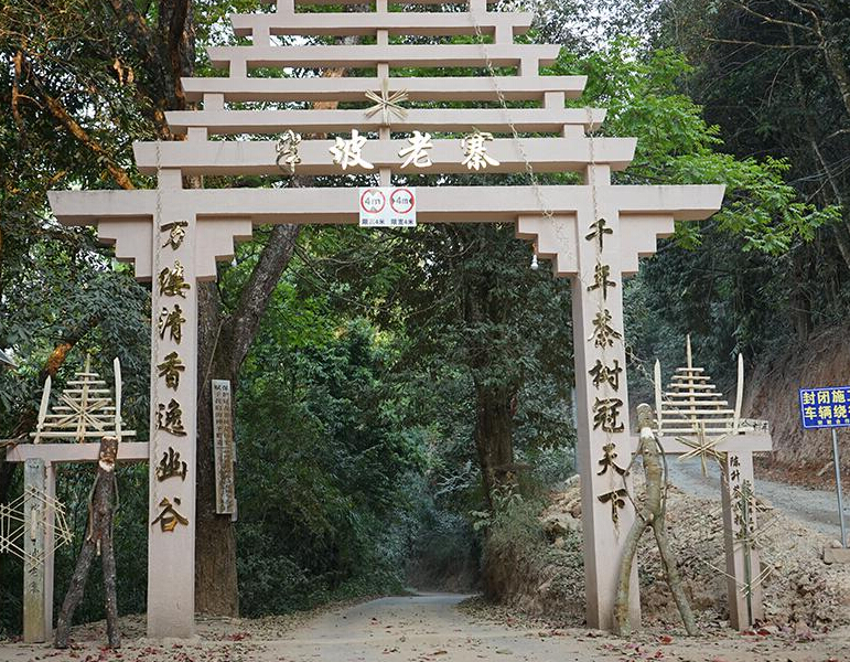 2023年半坡老寨古樹春茶品質(zhì)？