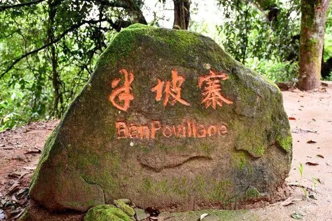 2023年半坡老寨古樹春茶價(jià)格是多少？