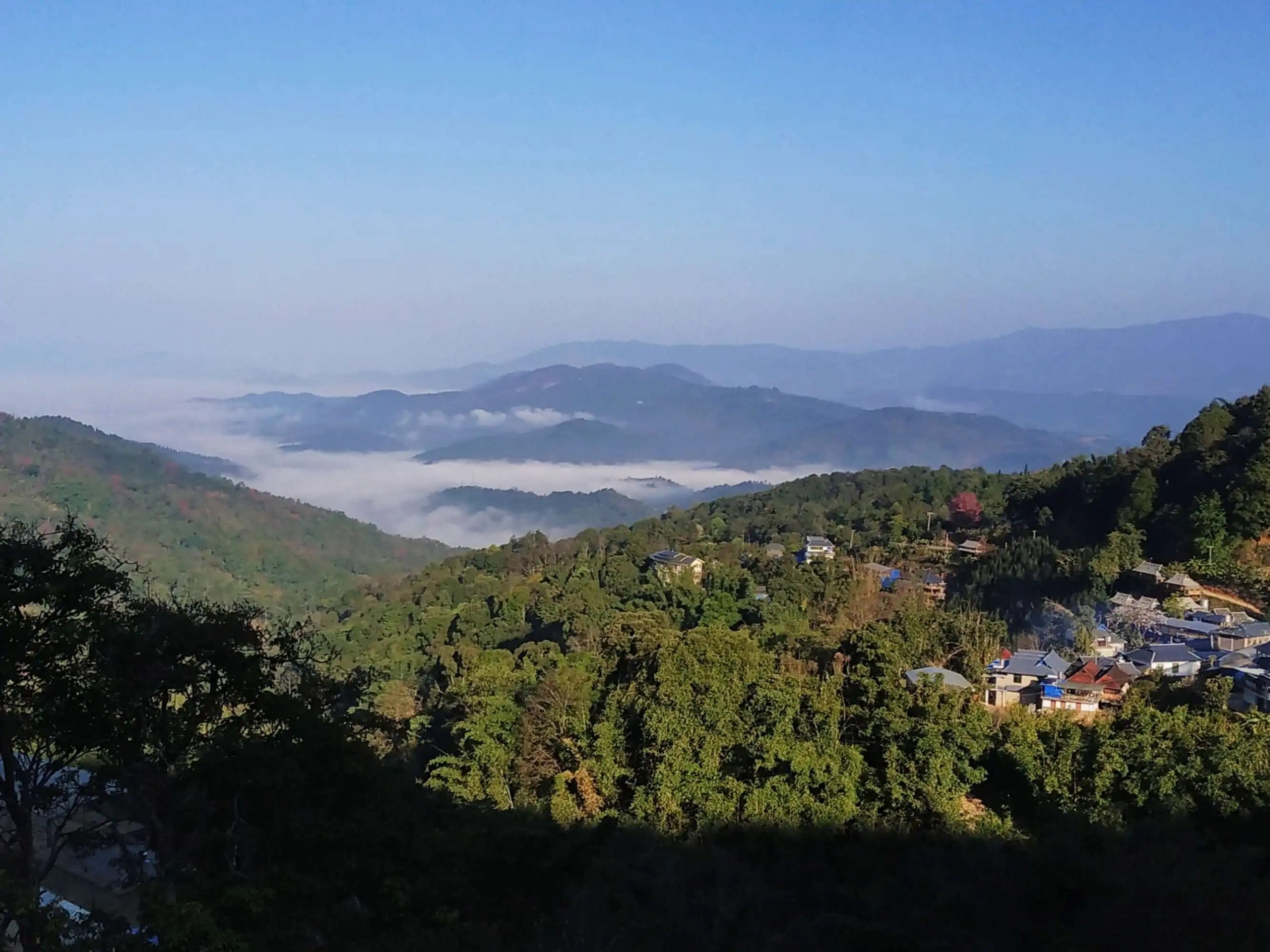 2023年南糯山古樹春茶口感如何？