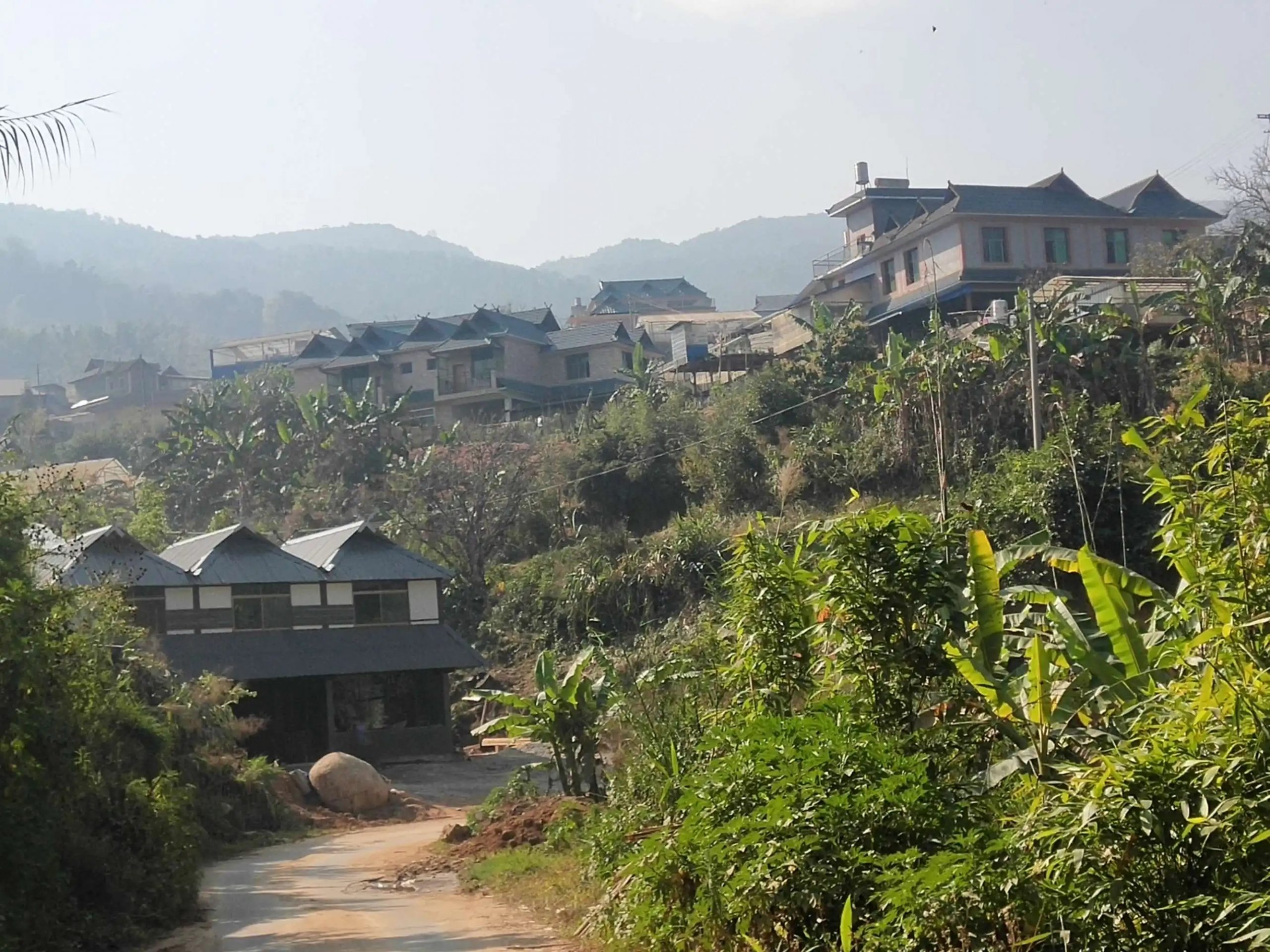 2023年帕沙古樹春茶價格多少錢？