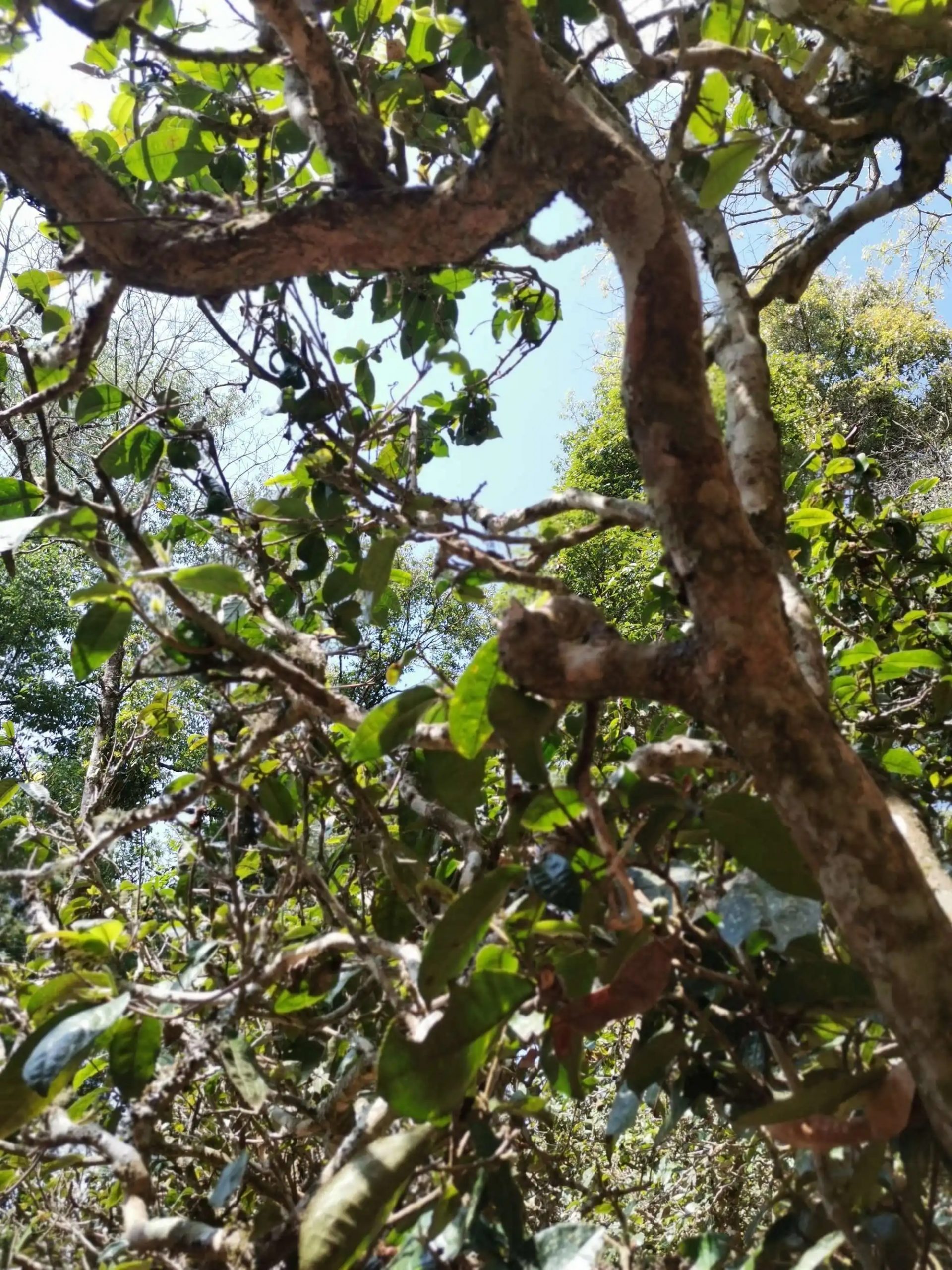 2023年那卡古樹春茶特點(diǎn)是什么？