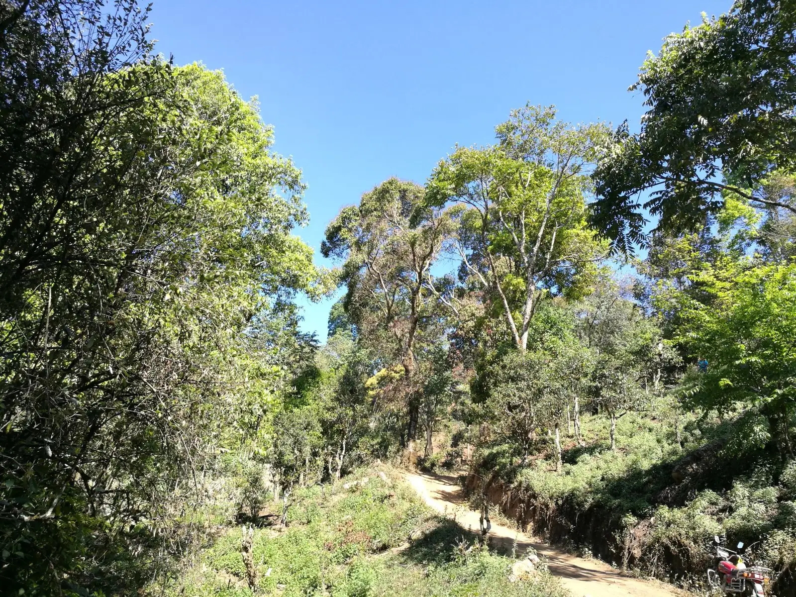 2023年保塘老寨古樹春茶口感是什么？