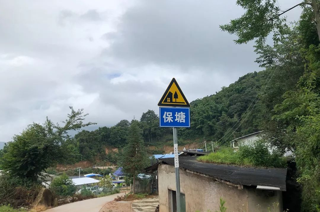 2023年保塘老寨古樹春茶特點是什么？