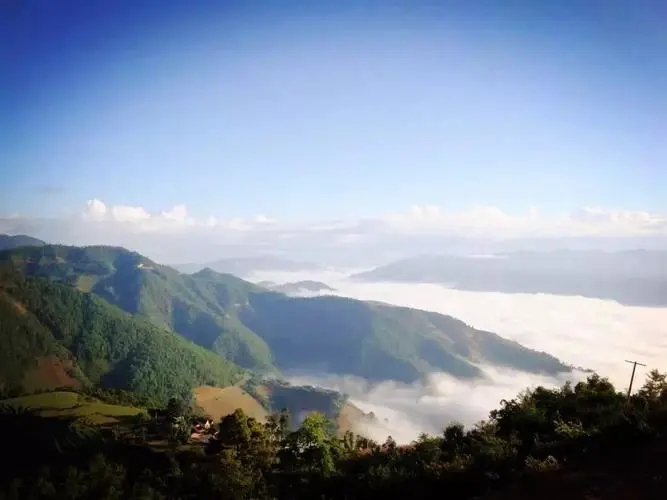 2023邦崴古樹春茶特點是什么？