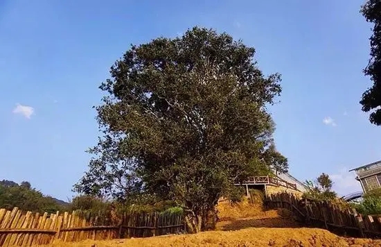 2023年邦崴古樹春茶價(jià)格多少？