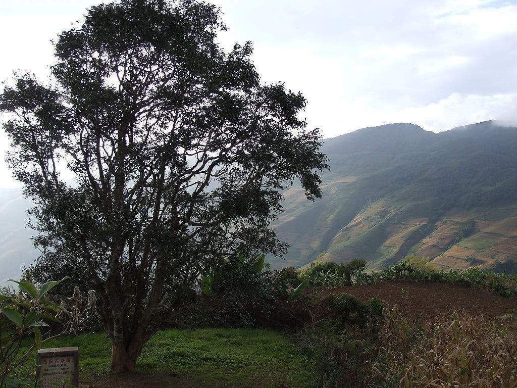 2023年邦崴古樹春茶多少錢一公斤？