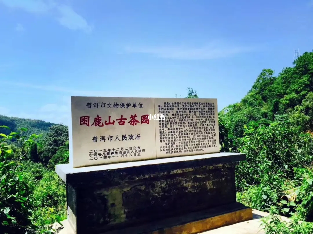 2023年困鹿山古樹春茶特點是什么？