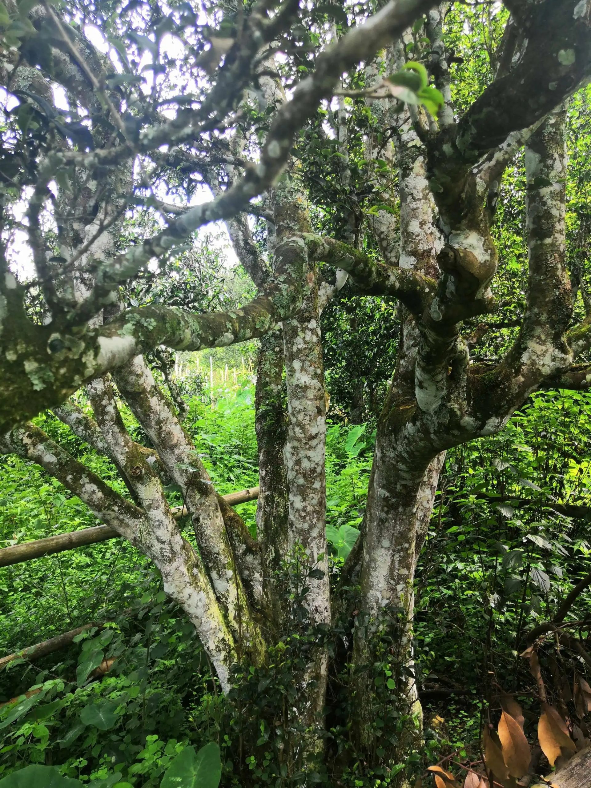 2023年困鹿山古樹春茶多少錢一公斤？