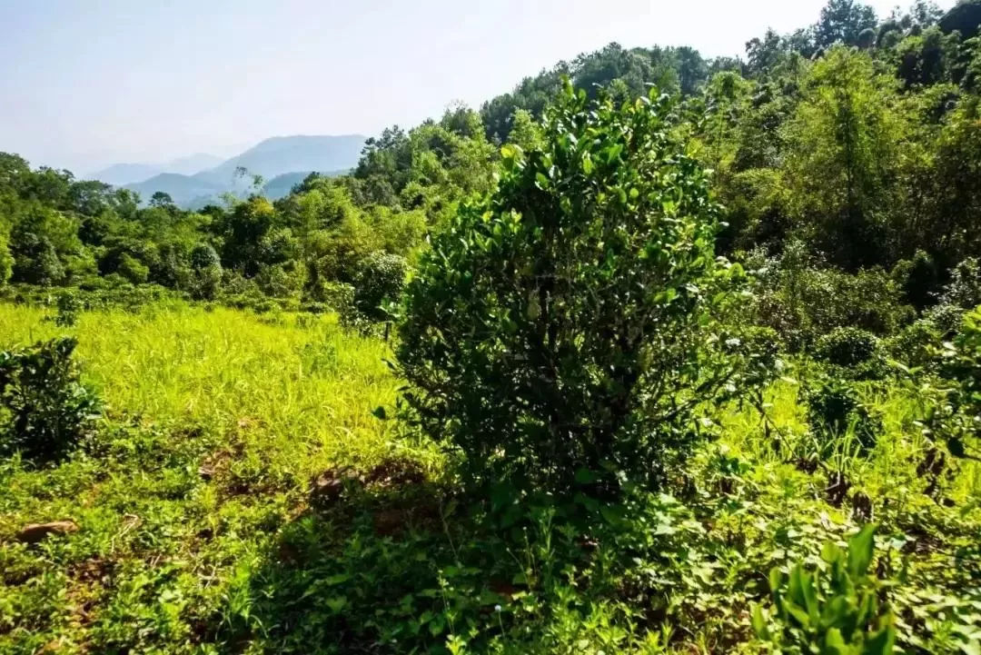 2023年迷帝古樹春茶特點是什么？