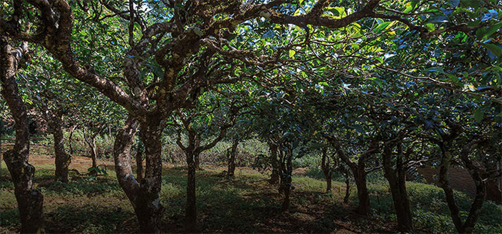 2023年小戶賽古樹春茶品質(zhì)怎么樣？