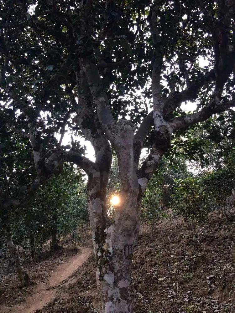 2023小戶賽古樹春茶口感是什么？