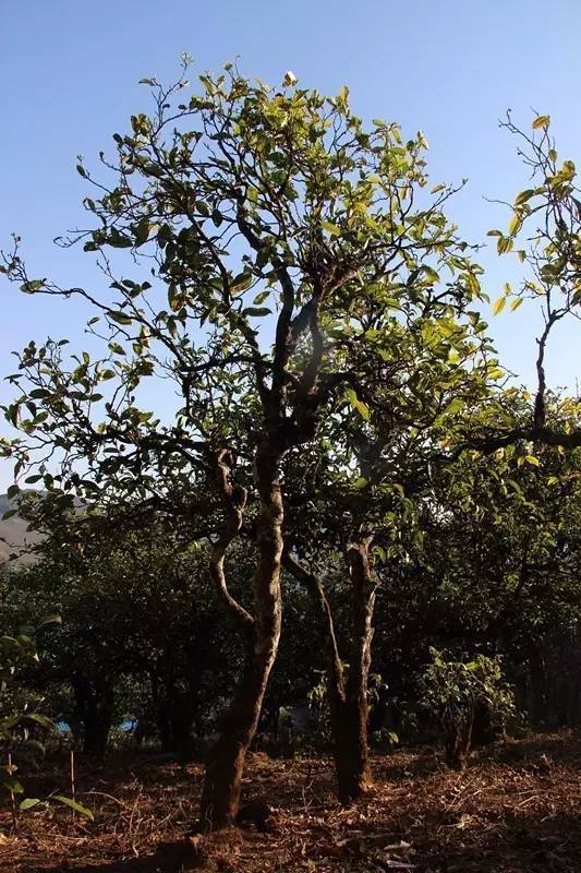 2023年小戶賽古樹春茶多少錢一公斤？