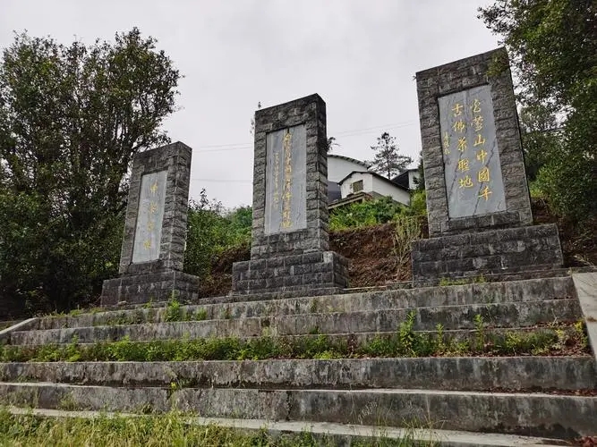 2023年白鶯山古樹春茶品質(zhì)如何？