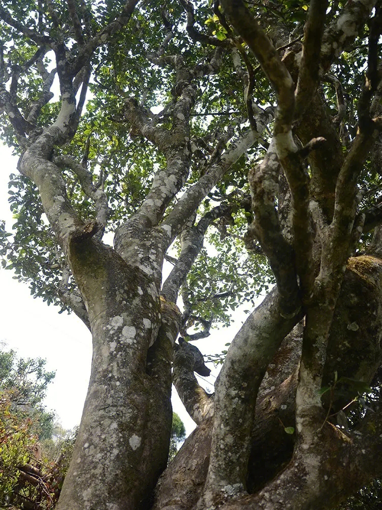 2023年白鶯山古樹春茶多少錢一公斤？