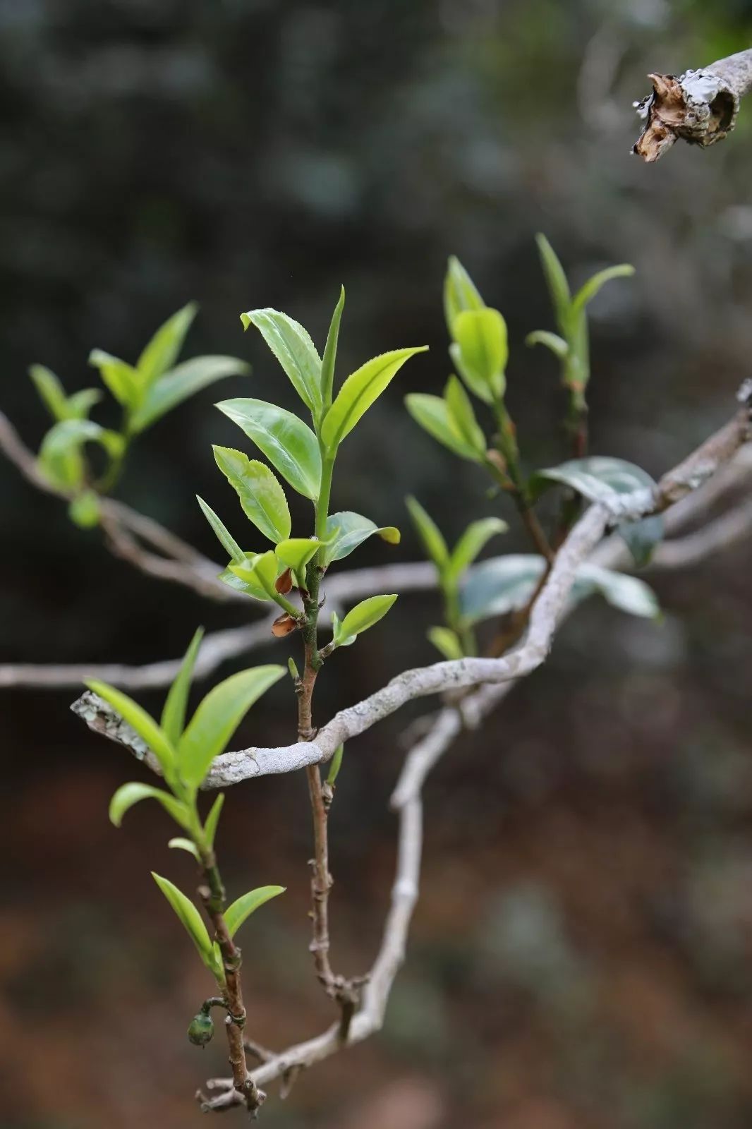 2023年昔歸古樹春茶特點是什么？