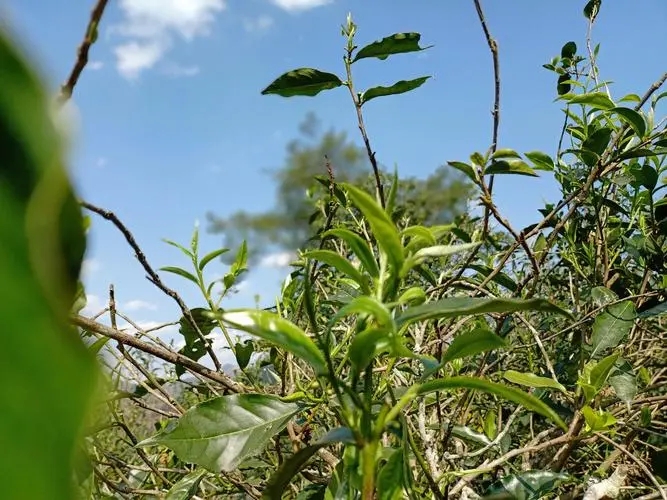 2023年昔歸古樹春茶價(jià)格是多少？