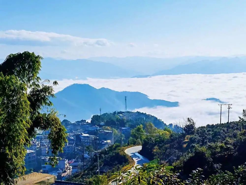 2023年邦東古樹春茶品質(zhì)如何？