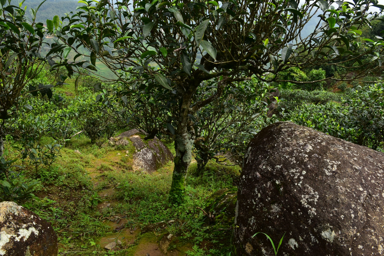 2023年邦東古樹春茶特點是什么？