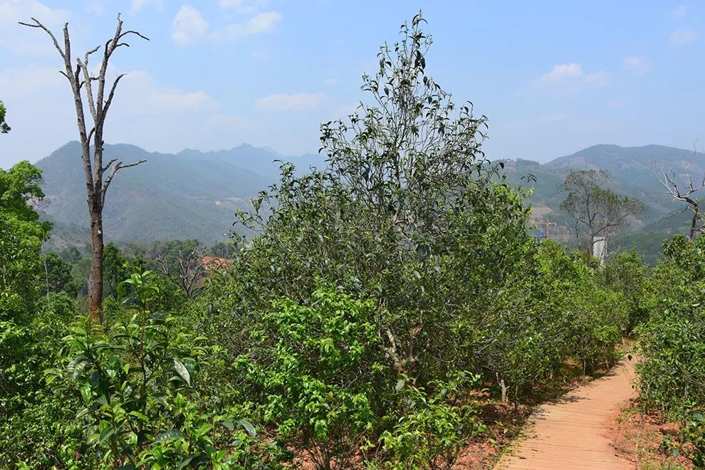 2023年邦東古樹春茶價格是多少？