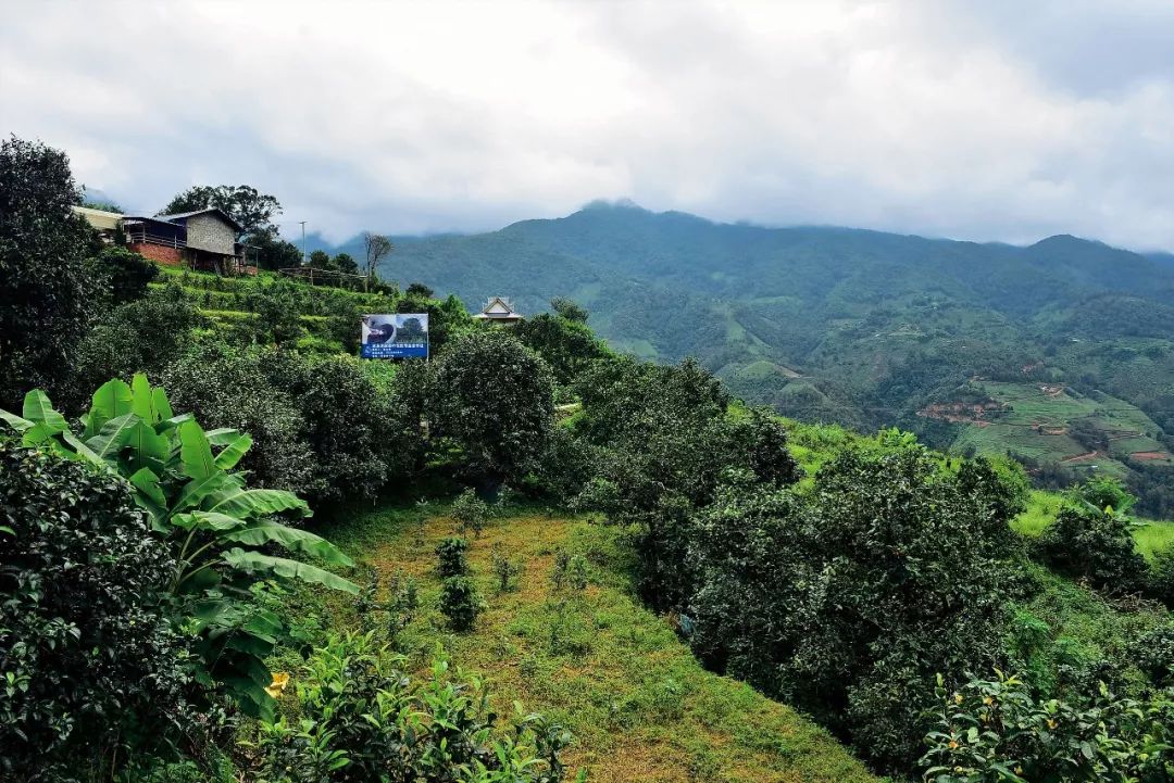 2023年邦東古樹春茶多少一公斤？