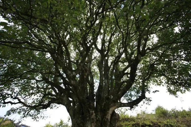 2023年香竹箐古樹春茶品質怎么樣？