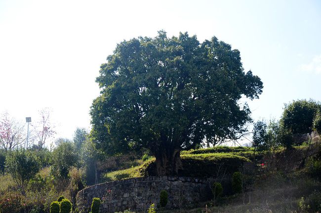 2023年香竹箐古樹春茶特點是什么？