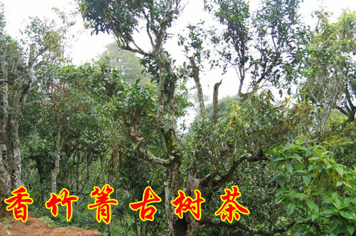 2023年香竹箐古樹春茶價格是多少？